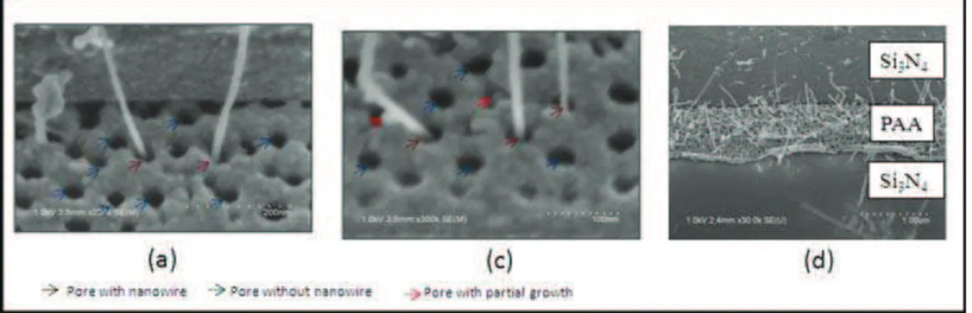 Figure 17 : Nanofils de silicium en utilisant une matrice poreuse d’alumine. D’après [22] 