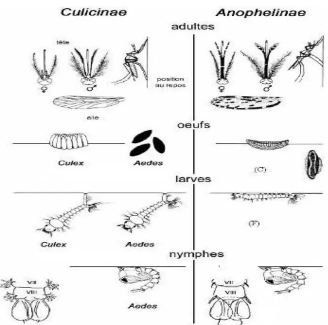 Figure 05  : Les différences morphologiques entre les Culiciniae et l’Anophiliniae (Lane et Croskey,  1993)