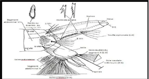 Figure 11 : Soies du siphon et des segments VIII et X d’une larve de Culicinae (Becker et al., 2003) 