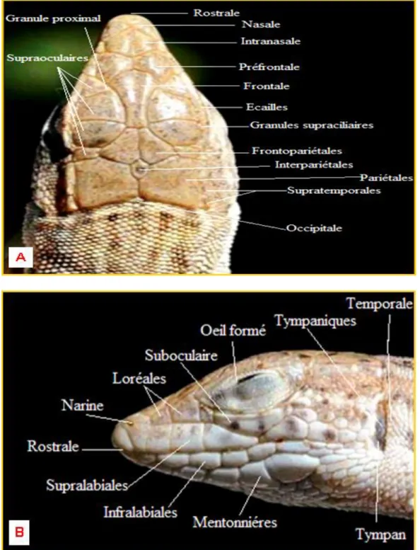 Figure 01 -Nomenclature des plaques et des écailles de la tête des lézards du genre  Aanthodactylus.(A) vue de dessus, (B) vue de profil