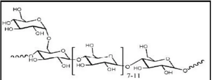 Figure 01.- Structure du glycogène (PAL et al., 2015)  I.1.1.2.- Héparine 