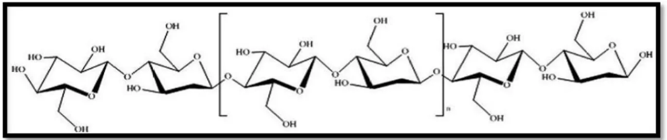 Figure 4.- Structure de la cellulose (YVES, 2008)  I.1.2.1.B.- Hémicelluloses 