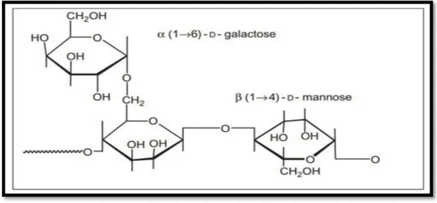 Figure 8.-Structure de galactomannane (GEETA et al., 2018)  I.1.2.2.C.- Fructanes 