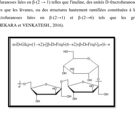 Figure 09.-Structure d’un fructane (ZHANG et al., 2013)  I.1.3.-Gommes et mucilages 