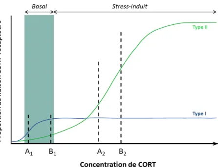 Figure 6. Interaction entre concentration plasmatique de CORT et la proportion de liaison avec les récepteurs de  type I et de type II