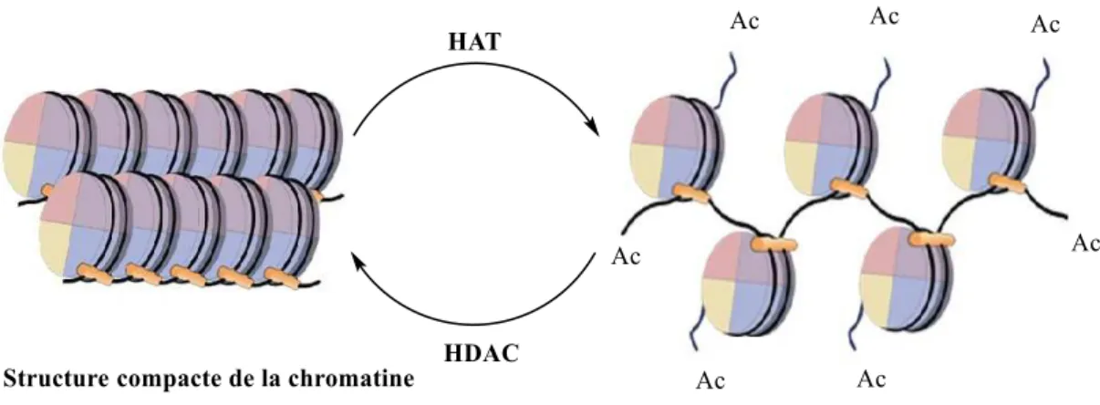 Figure  7  :  Acétylation/  désacétylation  des  histones  et  leur  effet  sur  la  structure  de  la  chromatine 