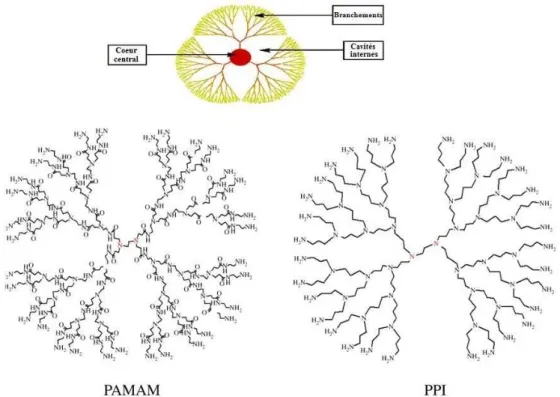 Figure  16  :  Schéma  représentatif  d'un  dendrimère  et  les  structures  chimiques  des  PAPAM et les PPI 