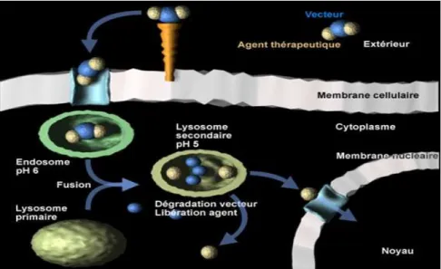 Figure  25  :  Schéma  représentatif  de  l'internalisation  cellulaire  de  nanovecteurs  acido- acido-sensibles 