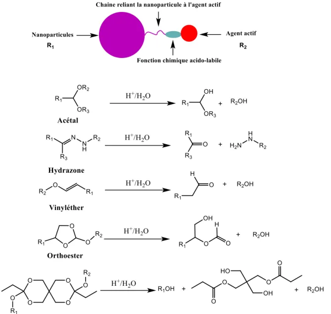 Figure  26  :  Schémas  réactionnels  d'hydrolyse  des  principales  fonctions  acido-labiles  utilisées pour la libération des substances actives 