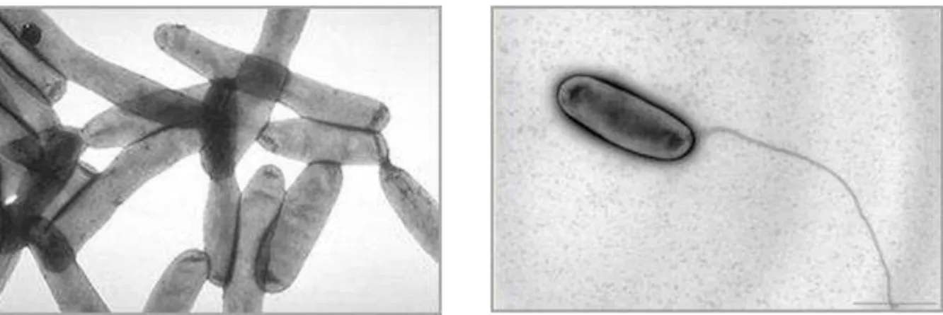 Figure  1 :  Images  de  Legionella  pneumophila   prises  en  microscopie  électronique  (Brenner  et al