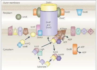 Figure  5  :  Système  Dot/Icm    (Isberg   et  al. ,  2009).  Représentation  de  la  localisation  membranaire du système Dot/Icm et des relations entre les protéines qui le constituent