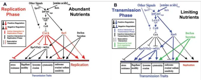 Figure  8 :  Modèles  de  régulation  des  phases  réplicatives  et  transmissives  (Molofsky  &amp; 