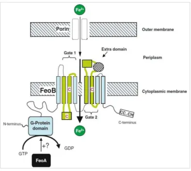 Figure  11 :  Représentation  schématique  du  transport  du  fer  ferreux  par  les  protéines  Feo,  chez  E