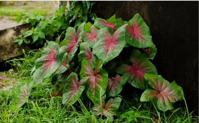 Illustration 6 : Caladium bicolor, aux abords d’une maison de Cayenne. M. Rapinski. 