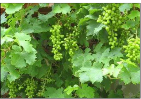 Figure 01: Vitis vinifera (photo originale). 
