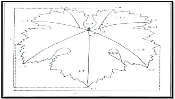 Figure 0 3 :Morphologie d'une feuille de vigne (Reynier, 1991). 