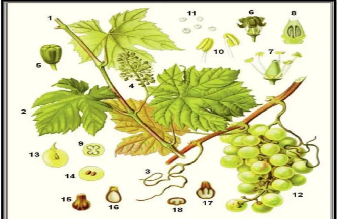 Figure 0 4 : Caractéristiques de Vitis vinifera.  