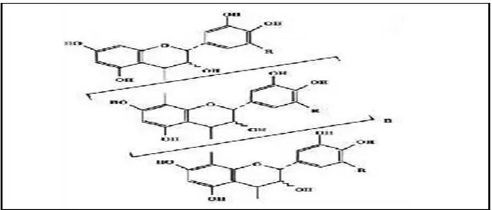 Figure  10  : Structure de tanins condensé (Macheix et al., 2005). 