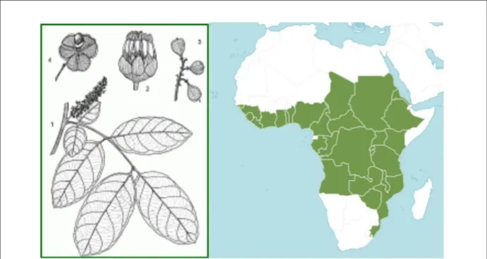 Figure 7. Planche botanique (gauche) et aire de distribution (droite) de Blighia unijugata