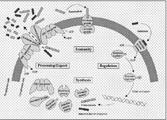 Figure 06:  Vue  schématique  d'un  possible  système  de  production    d'une  bactériocine: 