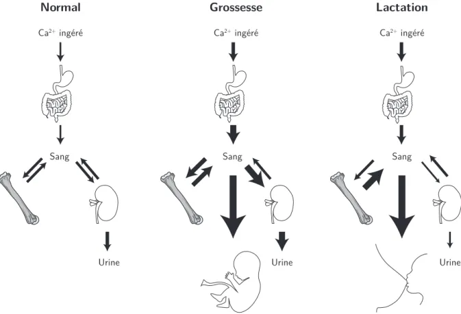 Figure 1.11 – Adaptations de l’homéostasie calcique chez la femme enceinte et allaitante