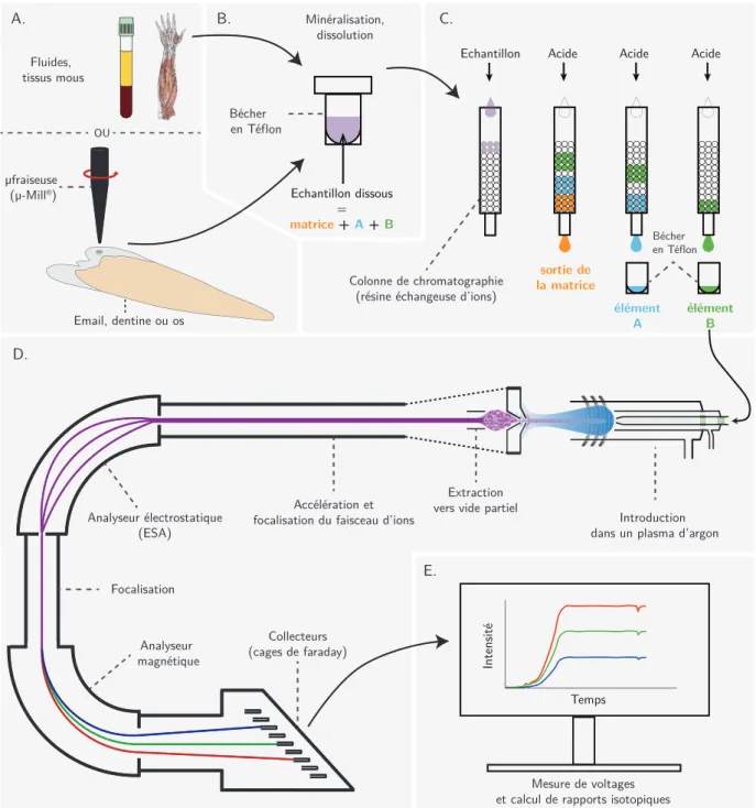 Figure 2.1 – Etapes principales de l’analyse de compositions isotopiques par MC-ICP-MS