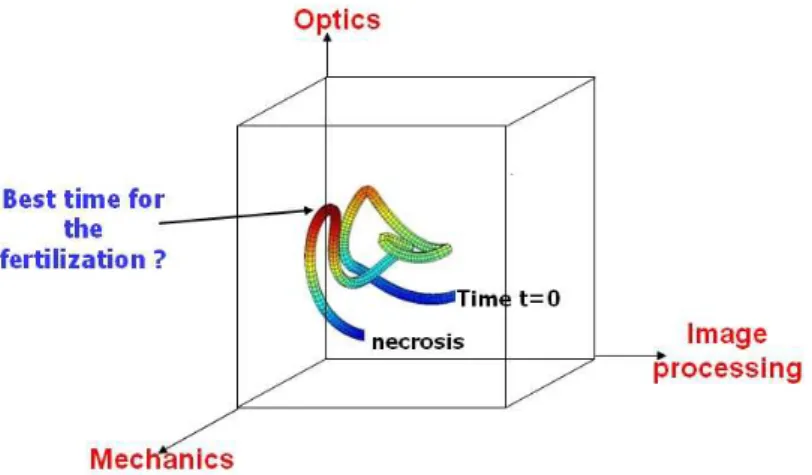 Figure 8. Example of a trajectory in a multidimensional space  used to follow the maturation of oocytes