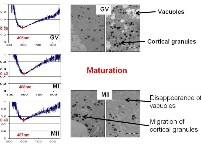 Figure 6. Relationship between optical properties and TEM examination [23]. 