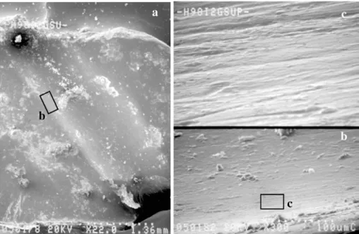 Fig. 7 . H98 : Incisive latérale supérieure gauche : (a) grossissement de la face occlusale (× 22) ; (b) et (c) grossissement à l’intérieur du sillon (× 300 et × 3000).