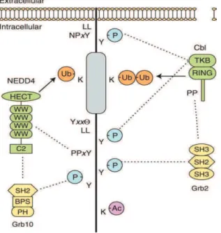 Figure  8  :  Séquences  et  modifications  post- post-traductionnelles  associées  à  l’endocytose  clathrine-dépendante  des  récepteurs  ErbB