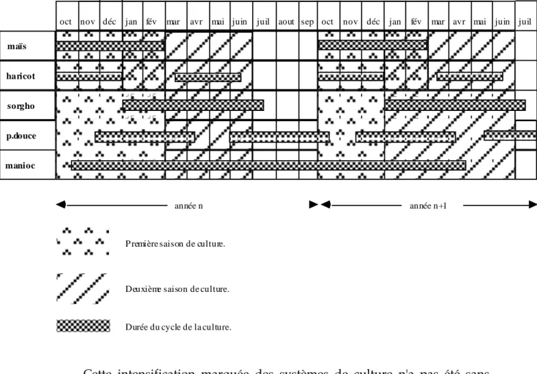 Figure n° 3: Exemple de systèmes de cultures associées complexe (calendrier agricole  d'une parcelle)