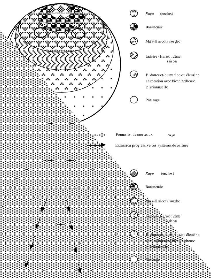 Figure n° 1: Représentation schématique de l'évolution des systèmes de culture  (première étape)