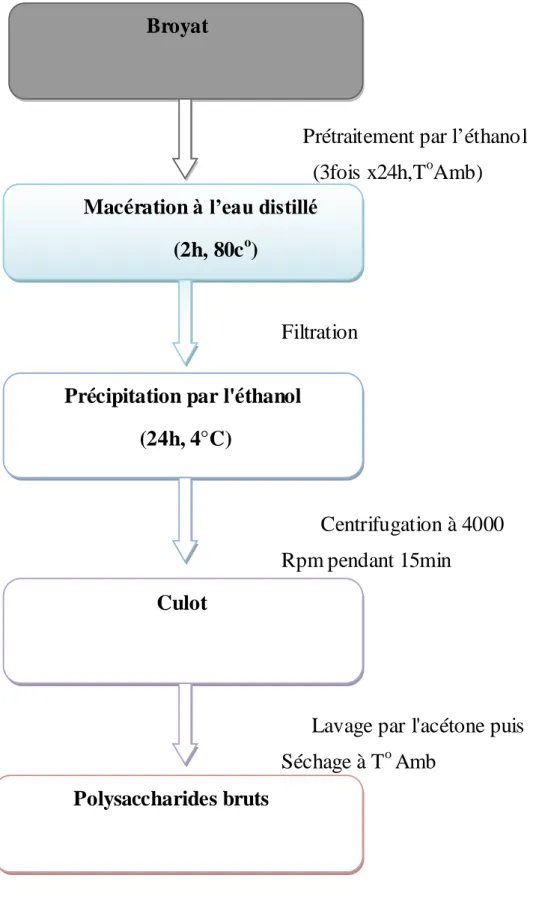 Figure 1: Protocole d'extraction des polysaccharides hydrosolubles  