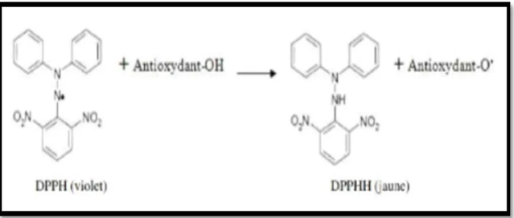 Figure 2: Structure chimique du radical libre DPPH• (2,2 Diphényle-1-Picryl-Hydrazyle)  (KHIAL., 2017) 