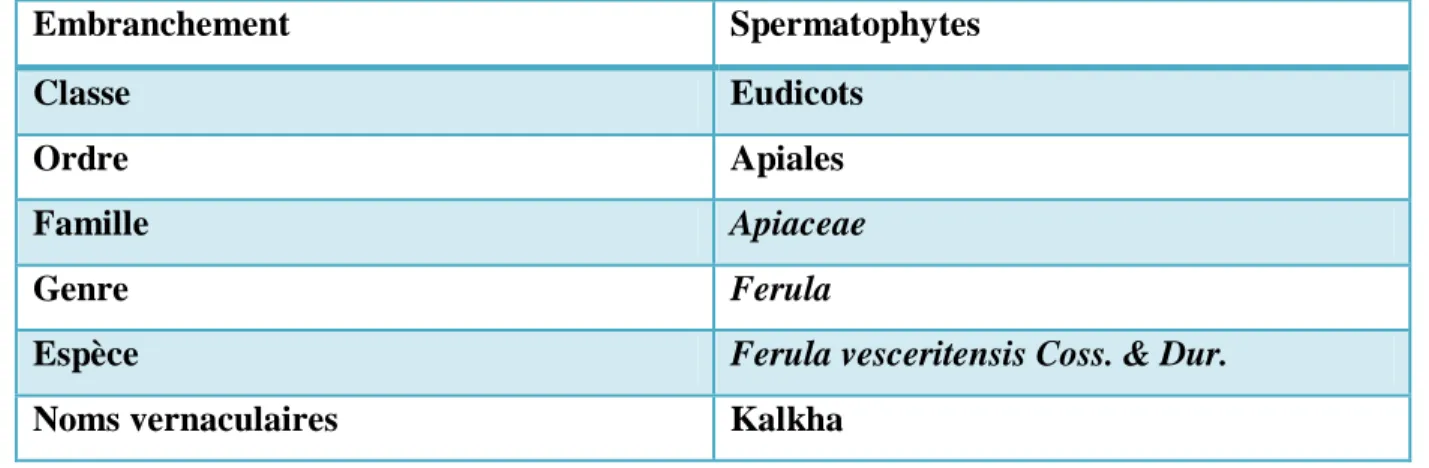 Tableau 03: Classification botanique de Ferula vesceritensis Coss. &amp; Dur. 