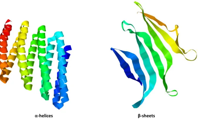Figure 5. Secondary structures: α-helices and β-sheets. [PDB ID: α-helices – 5CWM, β-sheets – 5R8O]