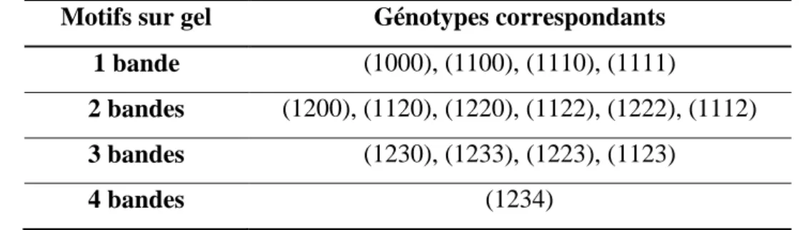 Tableau  4  Relation  entre  le  phénotype  des  marqueurs  et  le  génotype  à  un  locus  chez  une  espèce tétraploïde