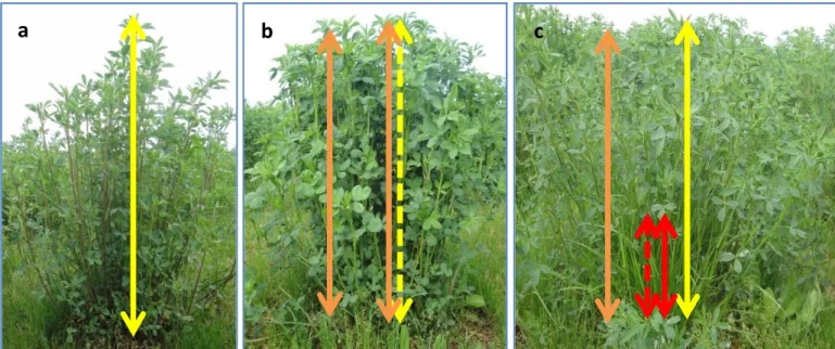 Figure 18 Les photos prises des trois traitements mis en place : isolé (a), monoculture (b) et  mélange avec la fétuque (c)