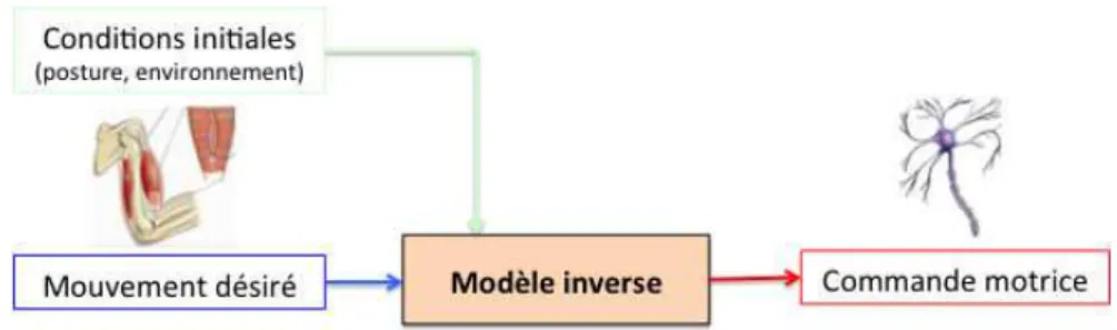 Figure 2 : Représentation schématique du modèle inverse 