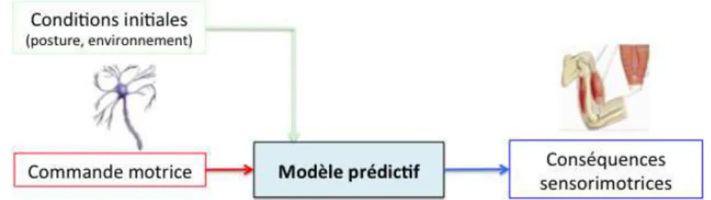 Figure 3 : Représentation schématique du modèle prédictif. 