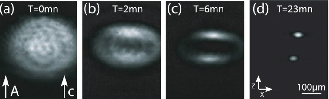 Fig. 4. Experimental observation of beam splitting dynamic in a stoichiometric LiNbO 3  sample at high power regime  I=1.1 MW/m², 2=532 nm, L=20mm, 3T=10°C, extraordinary polarisation and input spot FWHM=12µm