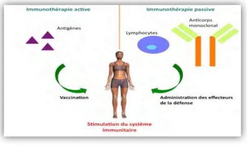 Figure  : L’immunothérapie active et passive. L’immunothérapie a pour but de stimuler le  système immunitaire des patients