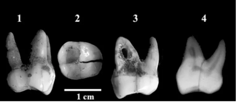 Fig. 8 - Fragment de molaire inférieure 