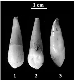 Fig. 14 - DM2 supérieure gauche n° 3625,  (1) face occlusale, (2 ) face mésiale.