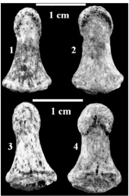 Fig. 18 - Fragment de crâne, vue exocrânienne, détail de la morphologie des cassures.