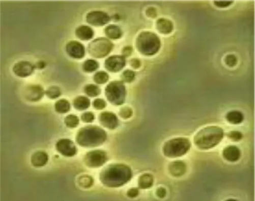 Figure 1 : Division de cellules levuriennes par bourgeonnement  (KWON-CHUNG et BENNETT., 1992) 