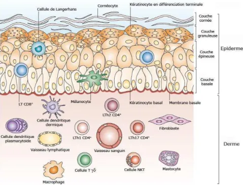 Figure 8. Effecteurs cellulaires de la peau . Modifié d’après  (Nestle et al., 2009a) 