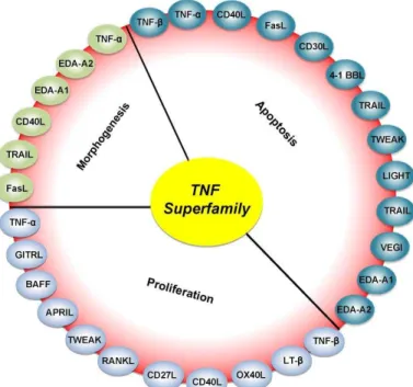 Figure 18.  Rôles des TNF dans l’inflammation, la prolifération cellulaire, l’apoptose et  la morphogenèse ( tiré de  Aggarwal et al., 2012)