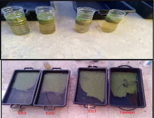 Figure 06: les cultures des souches lemna minor 