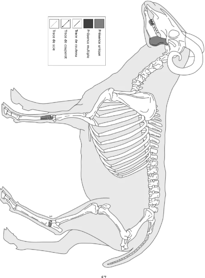 Figure 14.  Distribution anatomique des restes de mouton et ovicapriné domestique et localisation  et décompte des marques de découpe